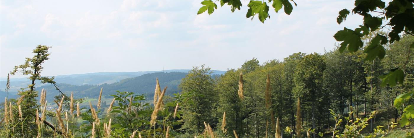 Zu sehen ist eine Horizont mit Wald im Sauerland